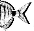 Diplodus sargus_claves.jpg